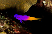 Gramma loreto (Fairy Basslet)