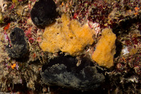 Scopalina ruetzleri (Orange Lumpy Encrusting Sponge)