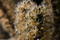 Plexaura homomalla (Black Sea Rod)