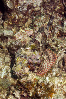 Scorpaena plumieri (Spotted Scorpionfish)