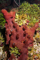 Svenzea zeai (Dark Volcano Sponge)