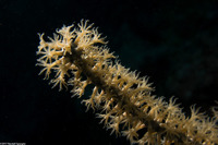 Plexaura homomalla (Black Sea Rod)