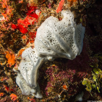 Mycale laevis (Orange Icing Sponge)