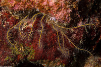 Analcidometra armata (Beaded Crinoid)