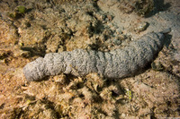 Holothuria mexicana (Donkey Dung Sea Cucumber)