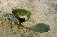 Udotea cyathiformis (Mermaid's Tea Cup)