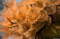 Bispira brunnea (Social Feather Duster)