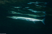 Tylosurus crocodilus (Houndfish)
