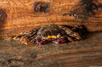Plagusia depressa (Tidal Spray Crab)