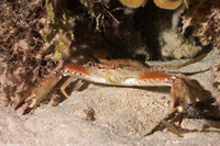 Achelous sebae (Ocellate Swimming Crab)