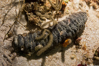 Holothuria mexicana (Donkey Dung Sea Cucumber)