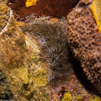 Lebrunia neglecta (Branching Anemone)