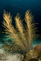Antillogorgia sp.1 (Sea Plume)