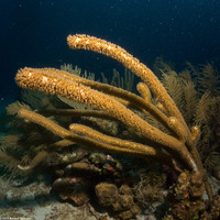 Plexaurella nutans (Giant Slit-Pore Sea Rod)