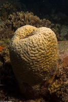 Meandrina meandrites (Maze Coral)