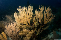 Plexaura flexuosula (Bent Sea Rod)