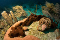 Svenzea zeai (Dark Volcano Sponge)