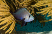 Hypoplectrus nigricans (Black Hamlet)