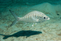 Gerres cinereus (Yellowfin Mojarra)