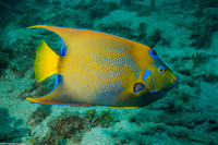 Holacanthus ciliaris (Queen Angelfish)