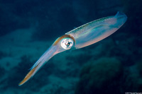 Sepioteuthis sepioidea (Caribbean Reef Squid)