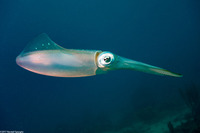 Sepioteuthis sepioidea (Caribbean Reef Squid)