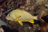 Haemulon sciurus (Bluestriped Grunt)