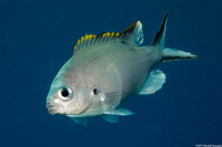 Chromis multilineata (Brown Chromis)