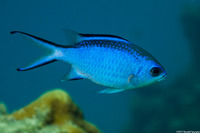 Chromis cyanea (Blue Chromis)