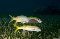 Mulloidichthys martinicus (Yellow Goatfish)