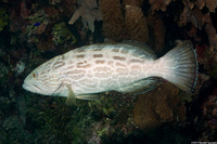 Mycteroperca bonaci (Black Grouper)