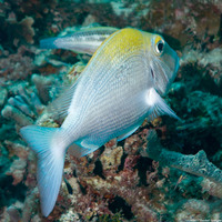 Calamus calamus (Saucereye Porgy)