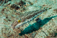 Sphoeroides spengleri (Bandtail Puffer)