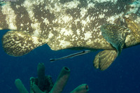 Echeneis naucrates (Sharksucker)