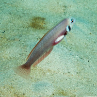 Xyrichtys martinicensis (Rosy Razorfish)