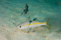 Mulloidichthys martinicus (Yellow Goatfish)