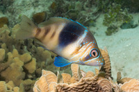Hypoplectrus puella (Barred Hamlet)