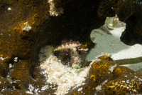 Malacoctenus triangulatus (Saddled Blenny)
