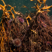 Strongylocentrotus purpuratus (Purple Sea Urchin)