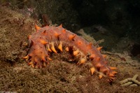 Parastichopus californicus (California Sea Cucumber)