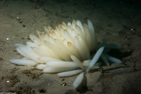 Doryteuthis opalescens (Market Squid)