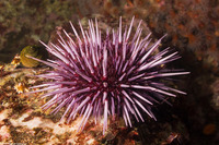 Strongylocentrotus purpuratus (Purple Sea Urchin)
