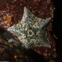 Patiria miniata (Bat Star)