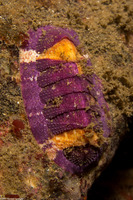 Lepidozona mertensii (Merten's Chiton)
