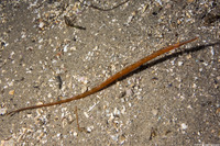 Syngnathus leptorhynchus (Bay Pipefish)