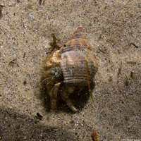 Isocheles pilosus (Moonsnail Hermit Crab)