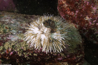Lytechinus pictus (White Sea Urchin)