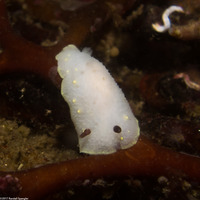 Cadlina flavomaculata (Yellow-Spot Cadlina)