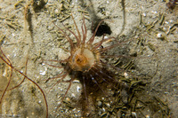 Pachycerianthus aestuari (Pachycerianthus Aestuari)