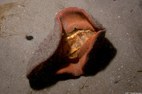 Cryptochiton stelleri (Gumboot Chiton)